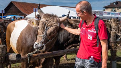 Ein Besucher schaut sich einen Stier näher an. (Bild: Christian Herbert Hildebrand (Zug, 7. September 2022))
