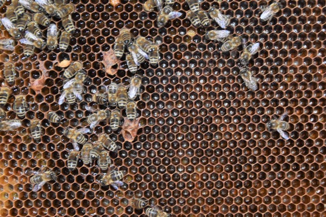 Das Bienenjahr 2022 bescherte den Imkern im Toggenburg eine gute Honigernte.