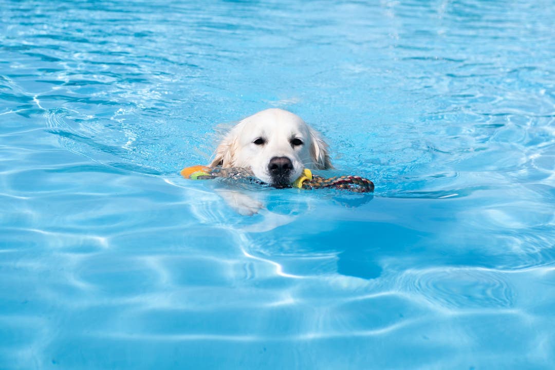12. September Am letzten Tag der Badesaison gehört das Wittenbacher Schwimmbad den Hunden.