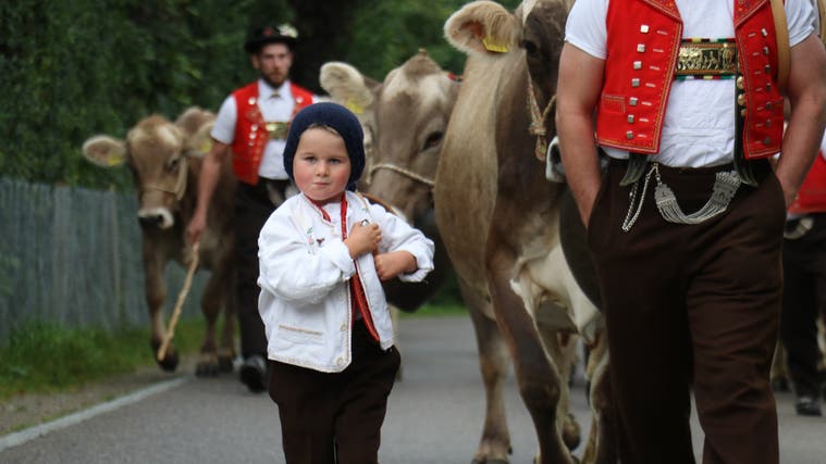 Die Viehschau-Saison in der Region Wil und Toggenburg beginnt. (Bild: PD)