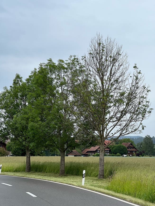 Esche mit abgestorbener Baumkrone in der Stadelmatt in Hünenberg, die gefällt werden muss. 