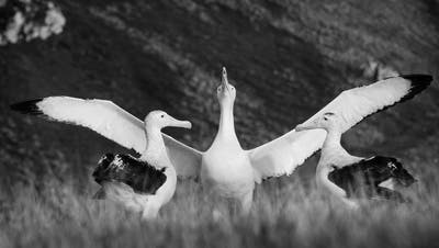 Die Beziehungen von Albatros-Pärchen gehen nur selten in die Brüche. (Bild: Samantha Patrick)