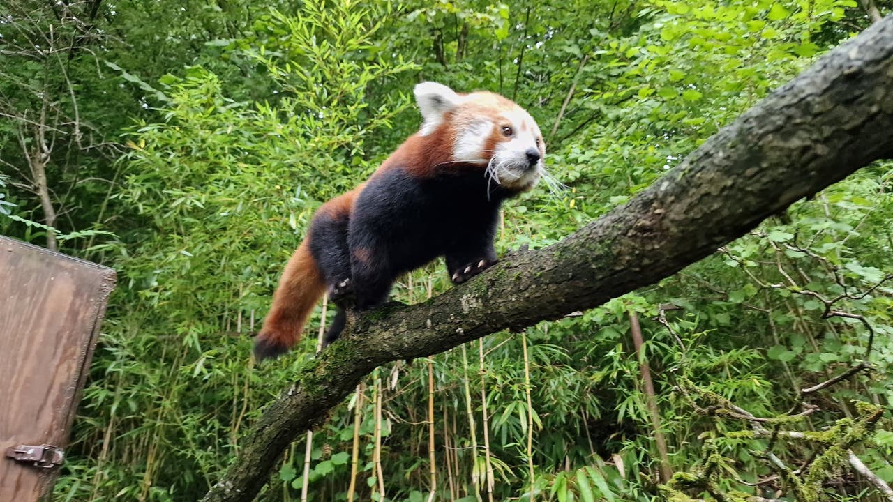 Rezensionen Für Panda Parken Flughafen Zürich Dübendorf www.limmattalerzeitung.ch