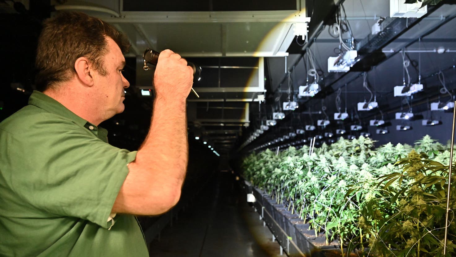 In zehn Hallen wie dieser wachsen Zehntausende von Hanfpflanzen. Jede Woche verlassen 300 bis 350 Kilogramm getrocknete Blüten die Produktion der Marry Jane AG. (Bruno Kissling)