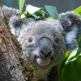 Neuzugang Tarni aus Duisburg kann sich in Zürich in einem extra für die Koalas angelegten Eukalyptuswald austoben. (Zoo Zürich / Maria Schmid)