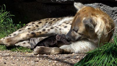 Mutter Tesi kümmert sich in der Lewa Savanne um ihr Jungtier. (Zoo Zürich, Nicole Schnyder)