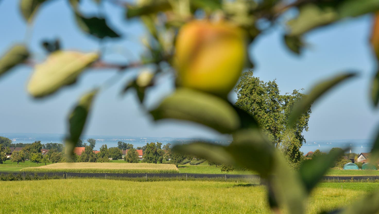 Apfelbäume bei Neukirch mit Sicht auf den Bodensee. (Bild: Donato Caspari)