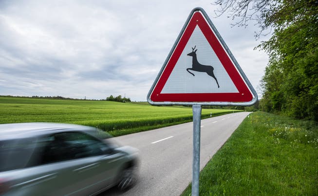 Ein Gefahrenschild mit einem Reh macht die Autofahrer auf mögliche Wildtiere auf der Fahrbahn aufmerksam.