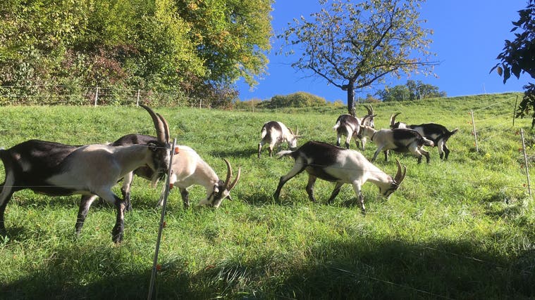 Thomas Zbindens Ziegen grasen auf einer Naturschutzweide. (zvg)