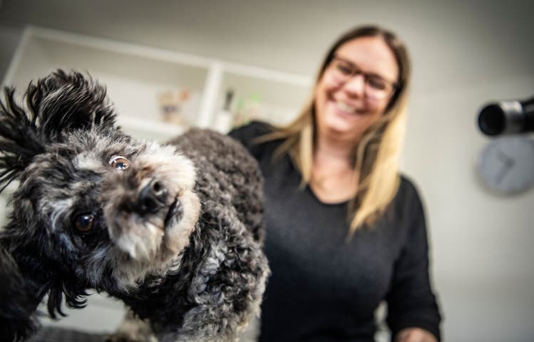 Der Hund von Anja Kuster lässt die Pflege über sich ergehen. «Nur wenige Hunde gehen gern zum Coiffeur», sagt die Hundecoiffeuse.