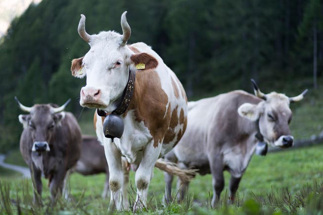 Der Nationalrat sagt Nein zum «Hörnerfranken» für Kühe, Schafe und Ziegen.