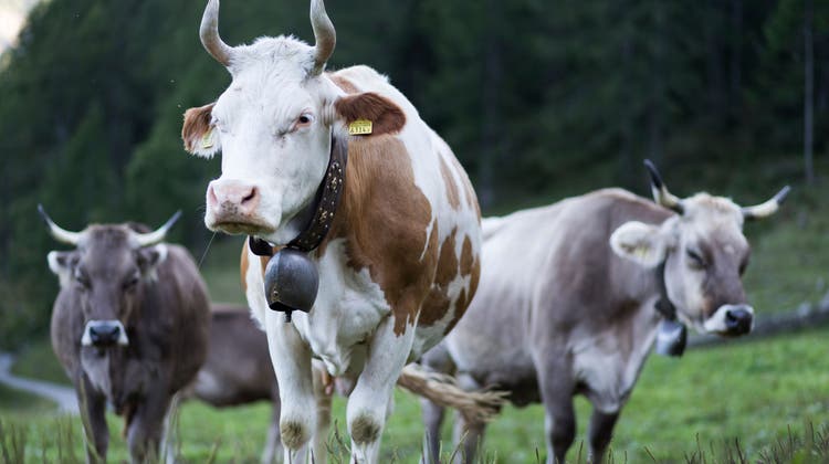Der Nationalrat sagt Nein zum «Hörnerfranken» für Kühe, Schafe und Ziegen. (Keystone)