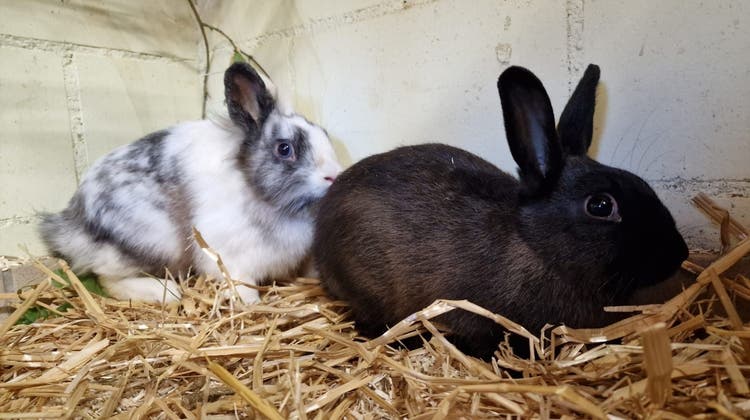 Die beiden ausgesetzten Kaninchen befinden sich immer noch in der Obhut des Tierschutzvereins Rorschach und Umgebung. (Bild: PD)