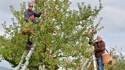 Ernst von Arx und Beat Klauenbösch (von links) vom Obst- und Gartenbauverein Neuendorf beim Ernten der Apfelsorte Topaz. (Bruno Kissling)