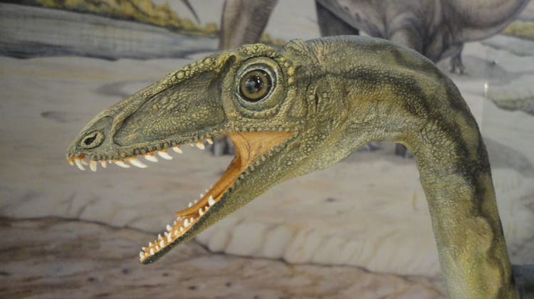 Kiefer von Dinosauriern wurden in Frick schon mehrere entdeckt – um was für ein Tier es sich nun handelt, muss untersucht werden. (zvg / Aargauer Zeitung)