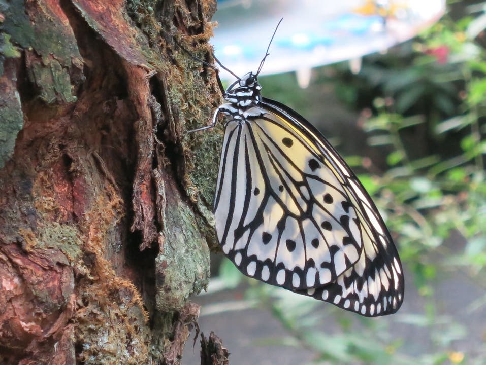 Wunderbare Schmetterlingswelt im Papiliorama
