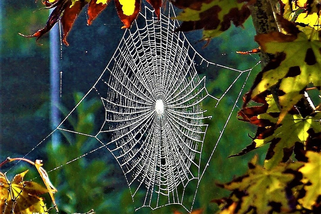 Einige Spinnennetze sind wirklich kleine Kunstwerke.