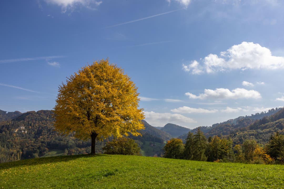 Goldener Herbst und blauer Himmel an der Blüemlisalpkurve in Waldenburg.