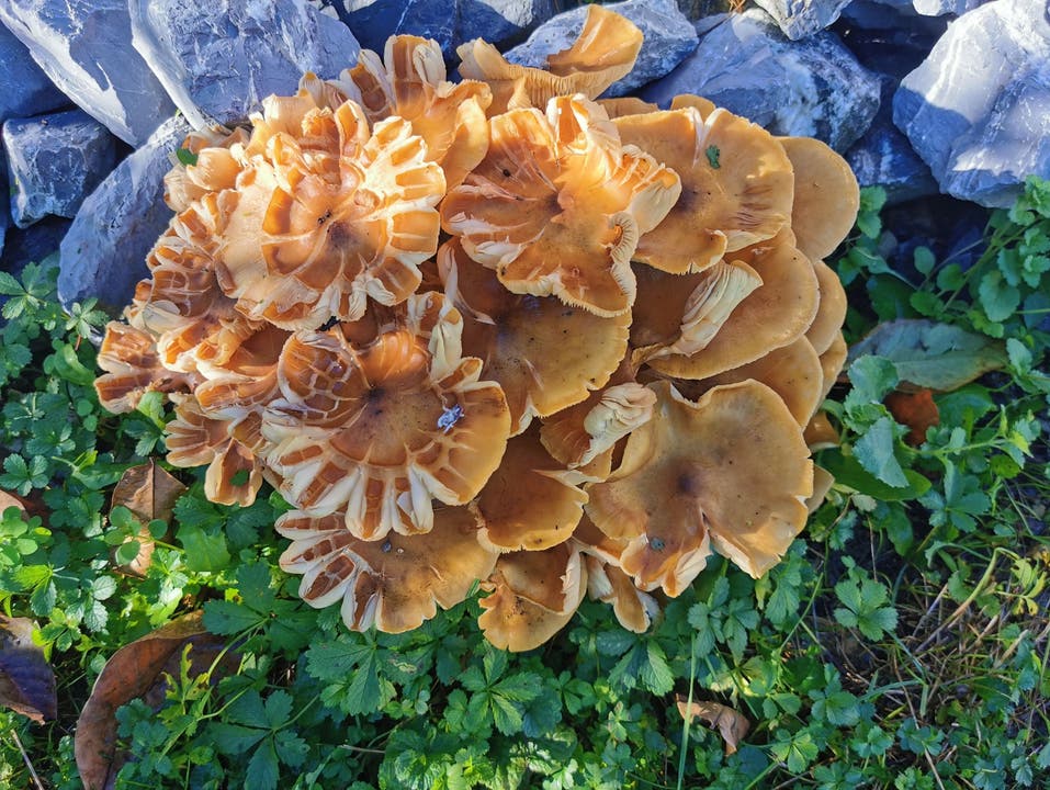 Pilze, so schön wie ein Blumenstrauss 