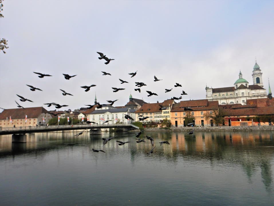 Generalversammlung der Tauben von Solothurn