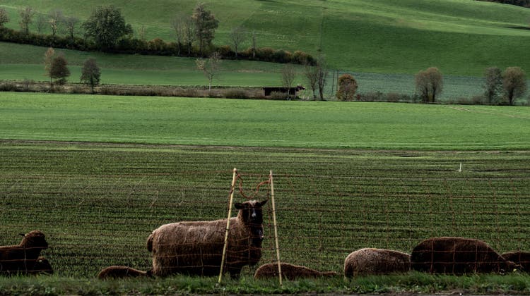 Schafe in der Region, wo sich der Wolf vor eineinhalb Wochen umhertrieb. (Bild: Nadia Schärli (Ruswil, 28. Oktober 2022))