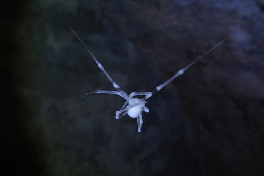 Zu Helloween - mumifizierte Spinne aus dem Keller