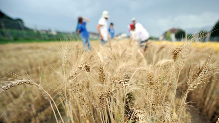 Am Forschungszentrum der Agroscope in Pully wurde lange an gentechnisch verändertem Getreide geforscht. (Bild: Dominic Favre / Keystone)