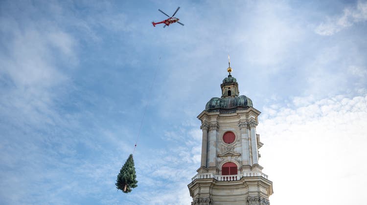 Der Tannenbaum kommt traditionell per Helikopter angeflogen – auch wenn der Anflugweg nicht weit ist. (Bild: Ralph Ribi)