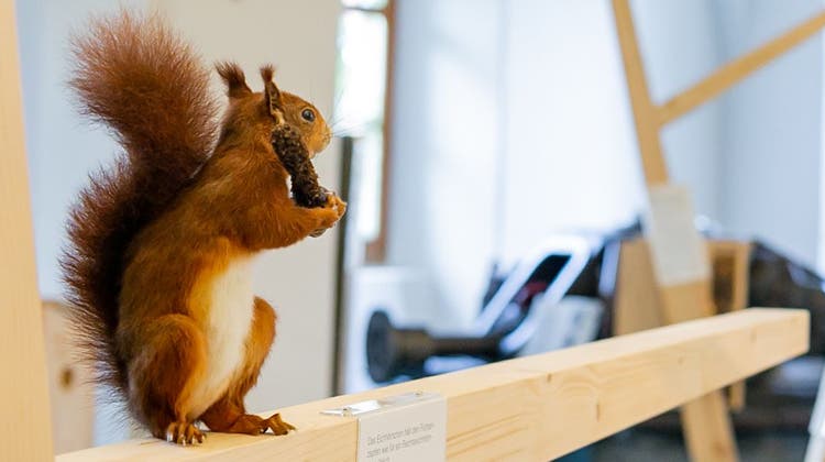 Über dreissig Eichhörnchen beleben die Ausstellung im Seemuseum. (Bild: PD)