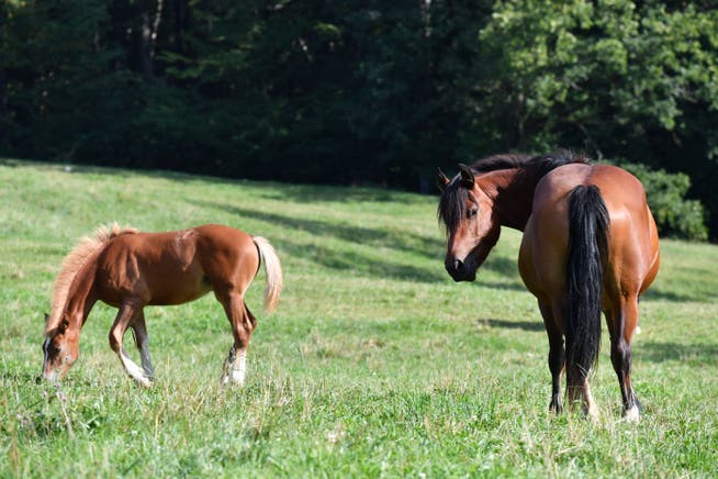 500 francs from the federal government for each Freiberger foal: Does Rösti end up in the government thanks to the litter bonus?