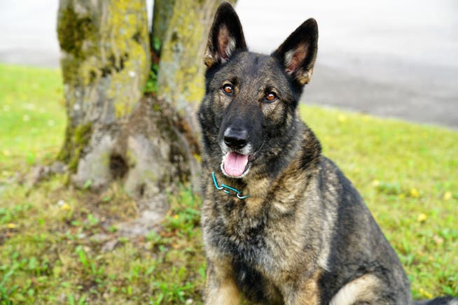 Der Obwaldner Polizeihund Quandos hat drei mutmassliche Einbrecher gestellt. 
