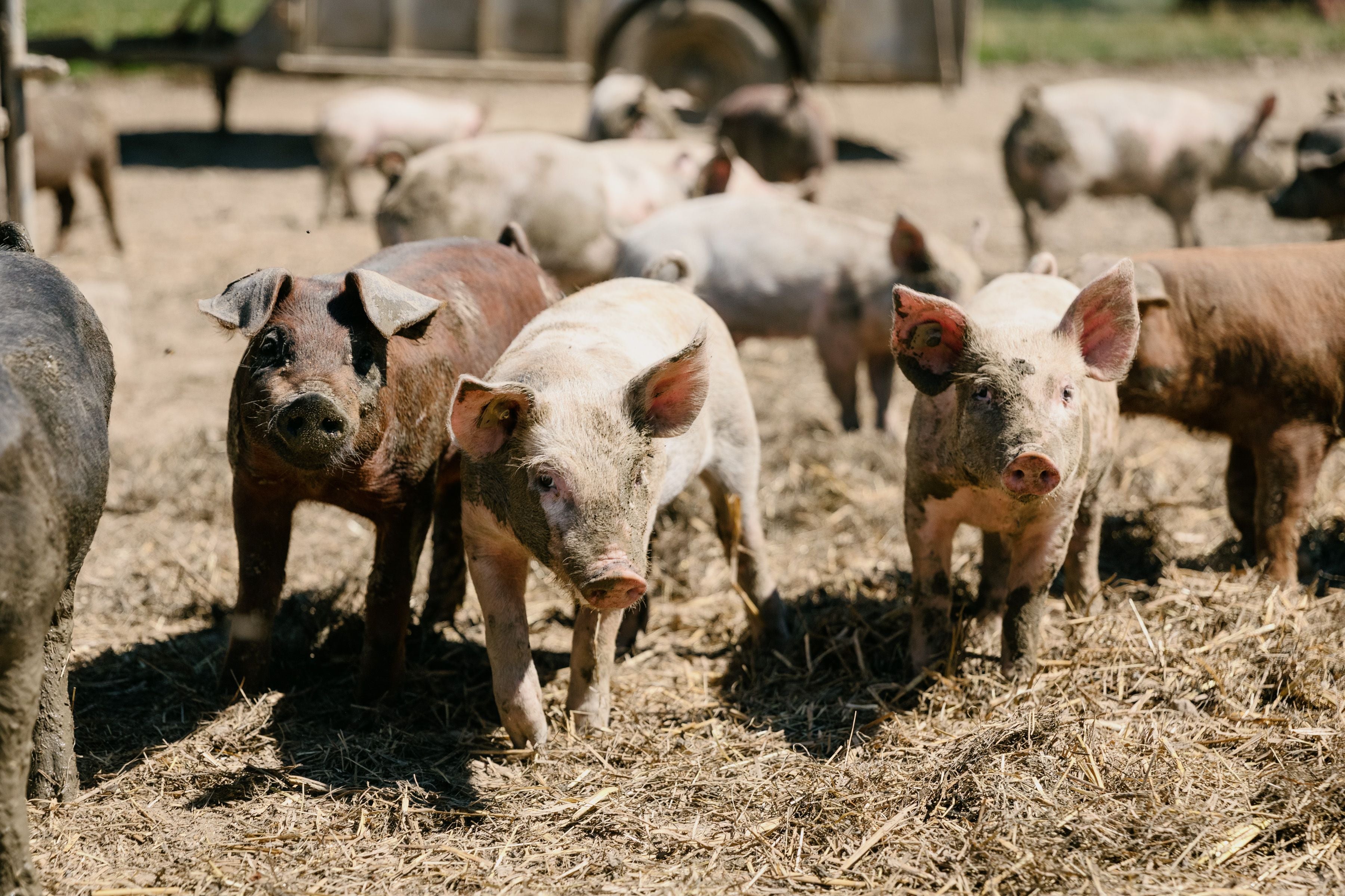 Totes Schwein landet auf dem Feld – Bauer gebüsst