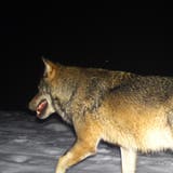 Ein Wolf in einer Fotofalle. (Bild: PD/Kanton Luzern)