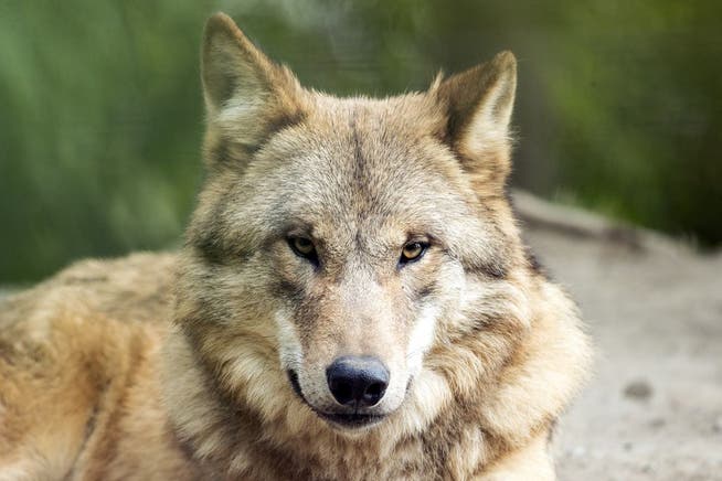 Ein Wolf treibt sich im Kanton Solothurn rum. Hier ein eingesperrter Wolf im Zoo Zürich.
