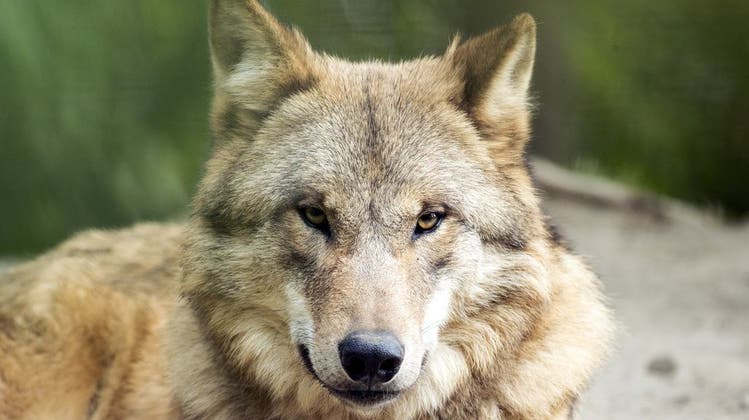 Ein Wolf, aufgenommen im Zoo Zürich am Mittwoch, 16. September 2020. (Alexandra Wey / KEYSTONE)