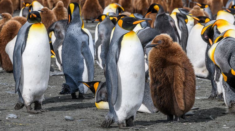 Pinguine in der Antarktis. (Bild: Benno Lüthi)
