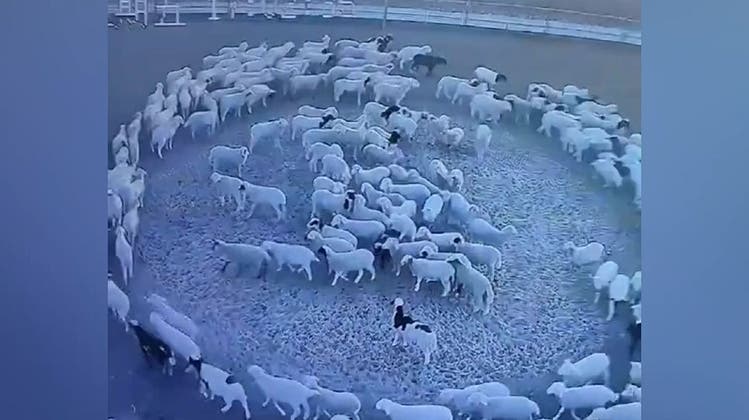 Niemand weiss wieso: Schafherde läuft zwölf Tage lang im Kreis