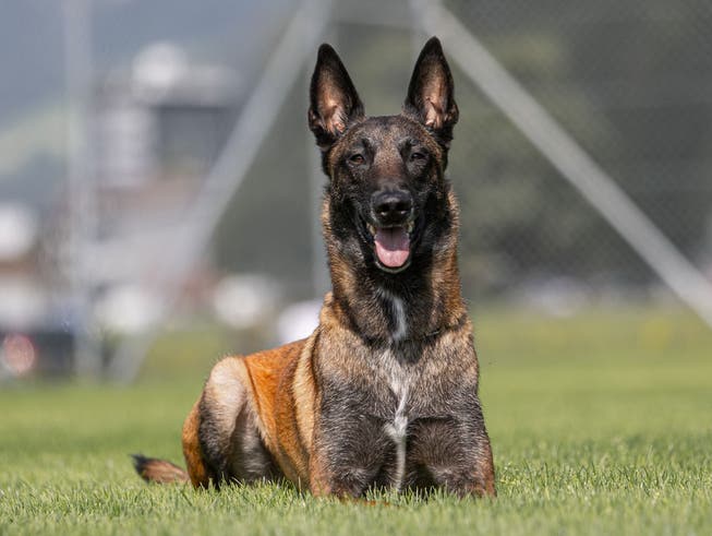 Polizeihund Tyson stellte einen flüchtenden Töff-Dieb.