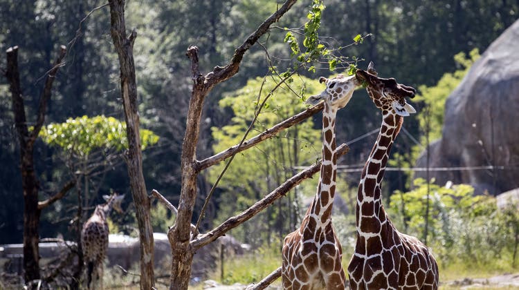 Zwei Giraffen in der Lewa Savanne im Zoo Zürich. (Bild: Alexandra Wey, Keystone)