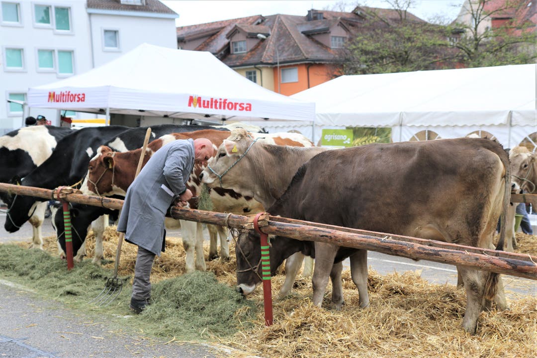 Ein Viehhändler befestigt seine Kühe auf dem Viehmarktplatz.