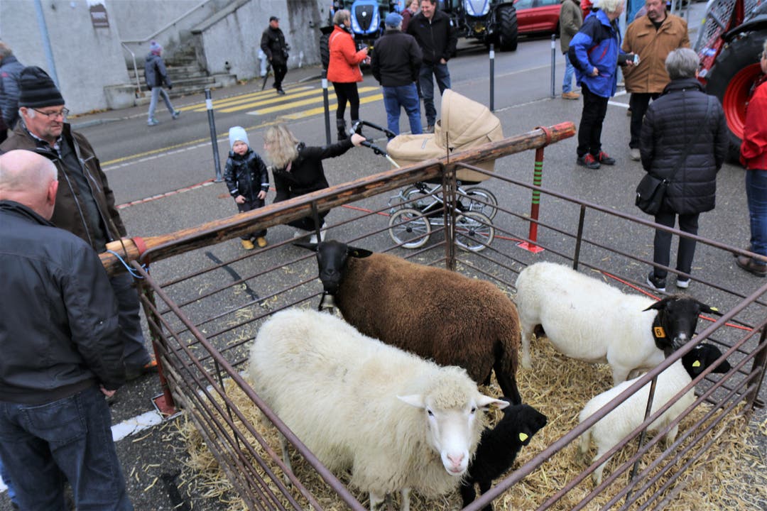 Neben den 27 Kühen wurden auch Schafe zum Kauf angeboten. 