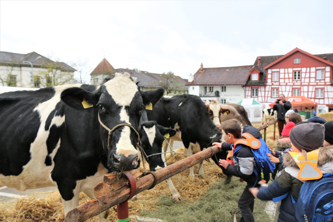 Mehrere Wiler Schulklassen buchten eine Führung durch den Wiler Viehmarkt. 