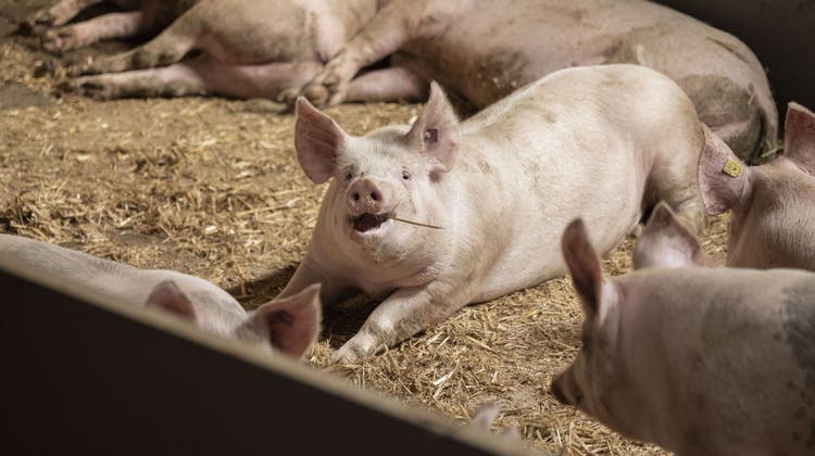 Landwirte lösen beim Verkauf ihrer Schweine derzeit so wenig Geld wie nie zuvor. (Bild: Christian Beutler/Keystone)