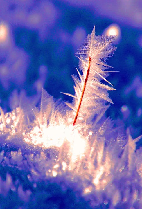 Schneekristalle erobern grad aktuell die Wiesen und Weiden ab 1000m.