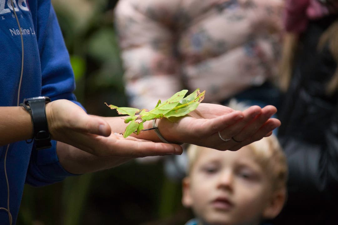 Ein Insekt namens Wandelndes Blatt wird von einer Tierpflegerin den Besucherinnen und Besuchern gezeigt.