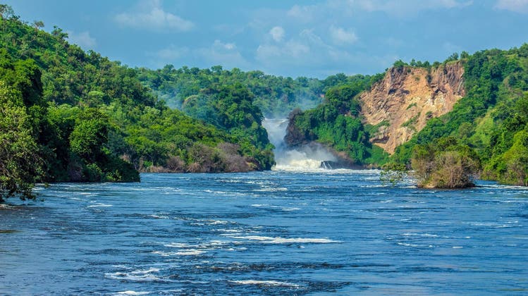 Uganda– Silberrücken im Nebel und Löwen auf den Bäumen -  August 2023