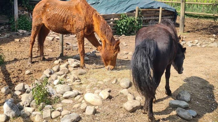 Aargauerin lässt Pferde und Hühner hungern – nun sitzt sie im Gefängnis