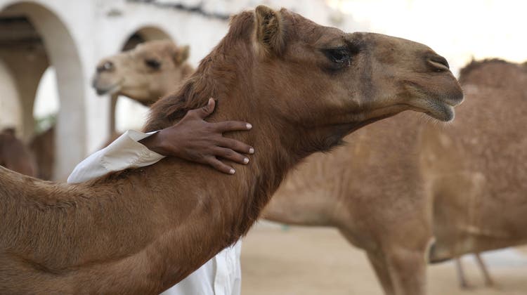 Kamele gibt es hier - und anderswo. (Alessandra Tarantino / AP)