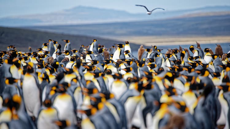 Pinguine auf den Falklandinseln. Im Hintergrund ist die «Hanseatic nature» zu sehen. (Bild: Manuel Nagel (Volunteer Point,30. November 2022))