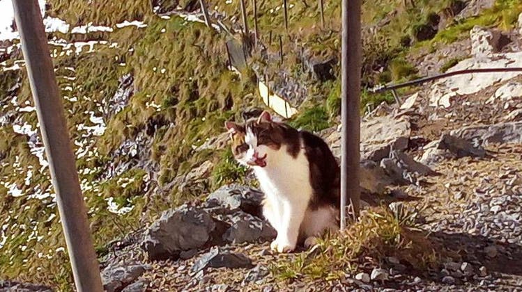 Am Alpstein werden immer wieder Katzen zurückgelassen, weil man sie nicht mehr haben will. (Bild: Angelika Wessels)